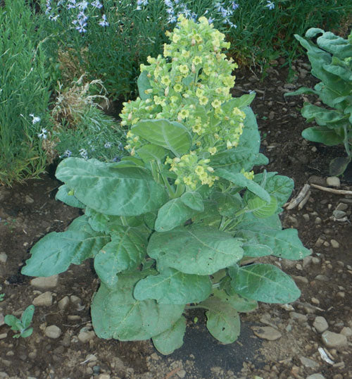 Midweiwan Sacred Tobacco