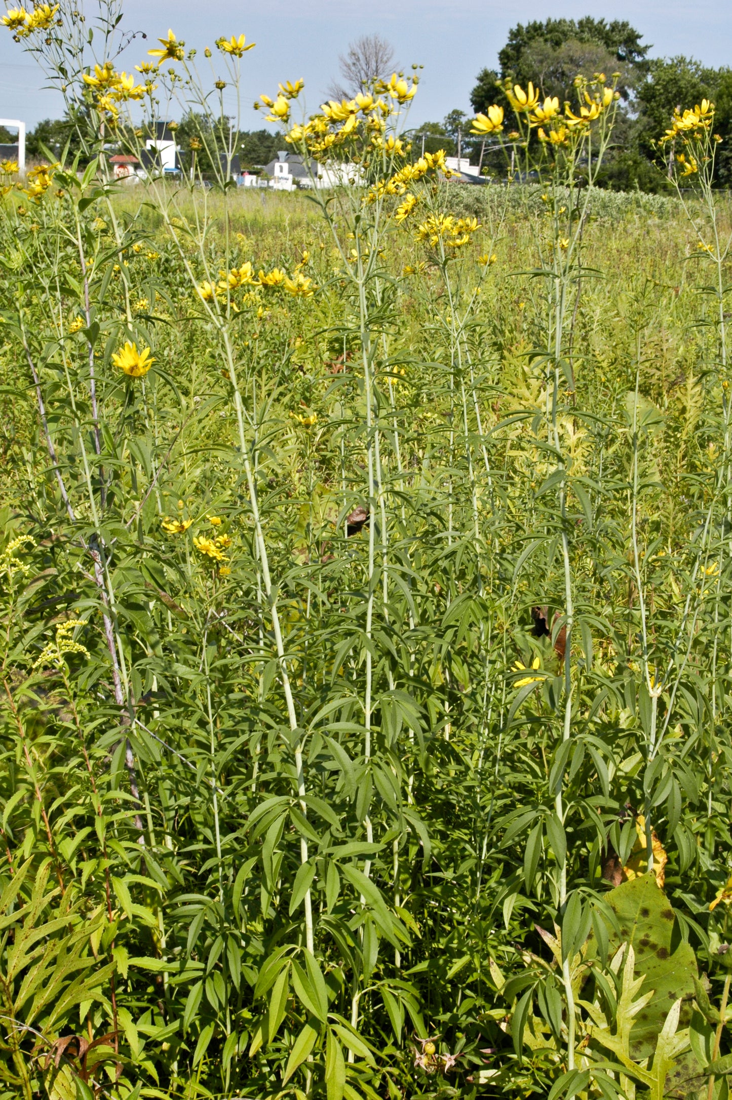 Tall Coreopsis