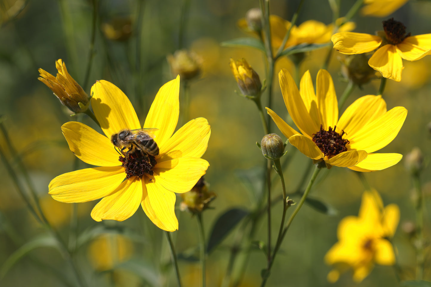 Tall Coreopsis