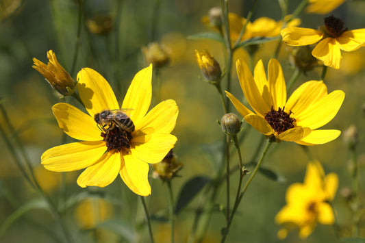 Tall Coreopsis