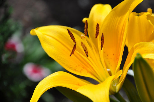 Yellow County Asiatic Lilies